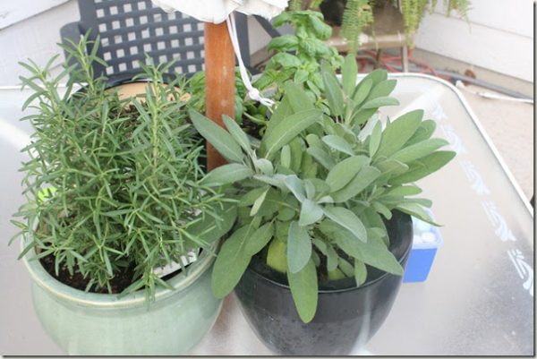 Remodelaholic herbs on table