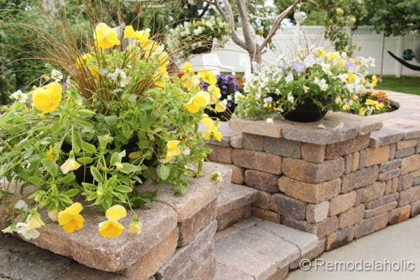 Cool Wave Pansies by stairs